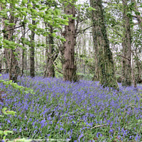 Buy canvas prints of Bluebells and Beech trees in Woodlands near Dartmo by Elizabeth Chisholm