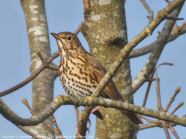 Song Thrush in a bare tree in Buckfast Picture Board by Elizabeth Chisholm