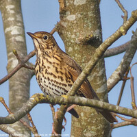 Buy canvas prints of Song Thrush in a bare tree in Buckfast by Elizabeth Chisholm
