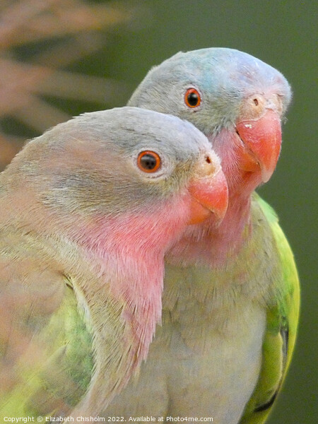 Two Princess of Wales Parakeets Picture Board by Elizabeth Chisholm