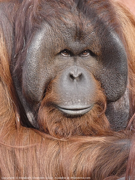 Male Orangutan Portrait Picture Board by Elizabeth Chisholm