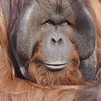 Buy canvas prints of Male Orangutan Portrait by Elizabeth Chisholm