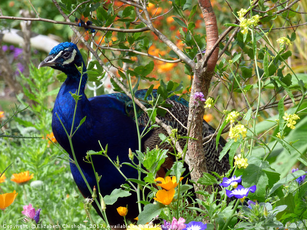 Peacock hiding among the flowers Picture Board by Elizabeth Chisholm