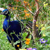 Buy canvas prints of Peacock hiding among the flowers by Elizabeth Chisholm