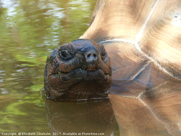 Giant tortoise takes a bath Picture Board by Elizabeth Chisholm