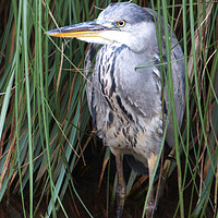 Buy canvas prints of The heron waits for a catch by Elizabeth Chisholm