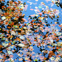 Buy canvas prints of Leaves in the river by Elizabeth Chisholm
