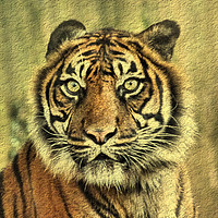 Buy canvas prints of Young Sumatran Tiger by Elizabeth Chisholm