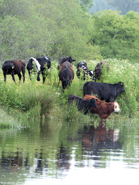 Cattle on the banks of the River Dart Picture Board by Elizabeth Chisholm