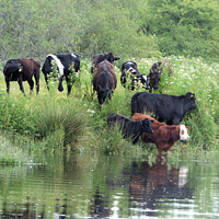 Buy canvas prints of Cattle on the banks of the River Dart by Elizabeth Chisholm