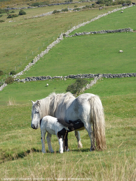Dartmoor Pony and Foal Picture Board by Elizabeth Chisholm