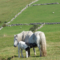 Buy canvas prints of Dartmoor Pony and Foal by Elizabeth Chisholm