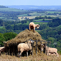 Buy canvas prints of Devon sheep in the hay by Elizabeth Chisholm