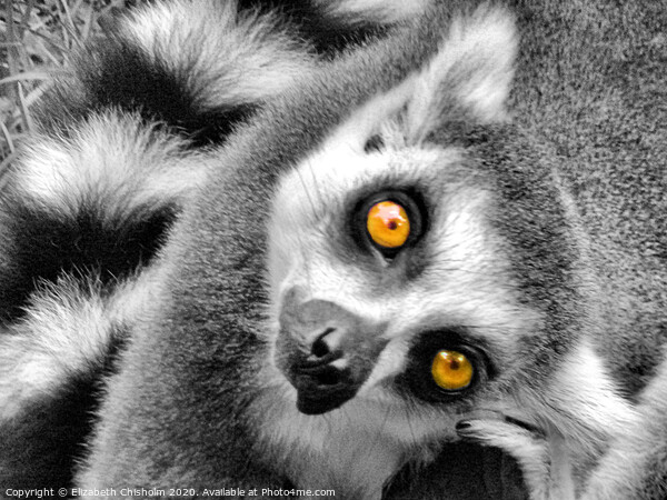 Portrait of a curious ring tailed lemur Picture Board by Elizabeth Chisholm