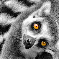 Buy canvas prints of Portrait of a curious ring tailed lemur by Elizabeth Chisholm