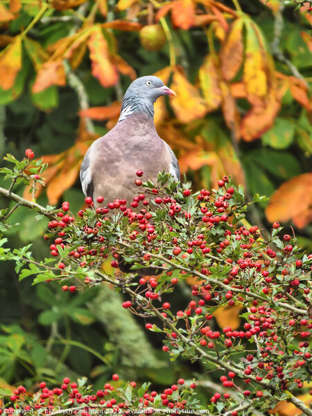 Autumn with Pigeon Picture Board by Elizabeth Chisholm