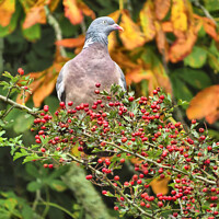 Buy canvas prints of Autumn with Pigeon by Elizabeth Chisholm
