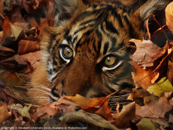 Tiger hiding in the leaves Picture Board by Elizabeth Chisholm
