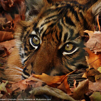 Buy canvas prints of Tiger hiding in the leaves by Elizabeth Chisholm