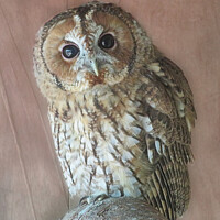 Buy canvas prints of Tawny Owl by Elizabeth Chisholm