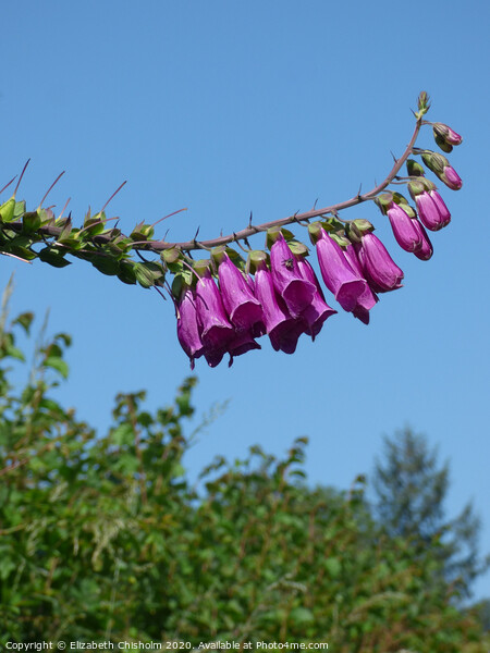 Pink foxglove against a blue summer sky Picture Board by Elizabeth Chisholm