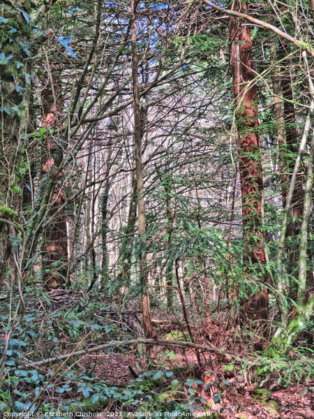 Tangled Woodland - Mysterious North Woods in Devon Picture Board by Elizabeth Chisholm
