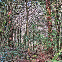 Buy canvas prints of Tangled Woodland - Mysterious North Woods in Devon by Elizabeth Chisholm