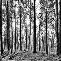 Buy canvas prints of Forest Trees in Black and White by Elizabeth Chisholm