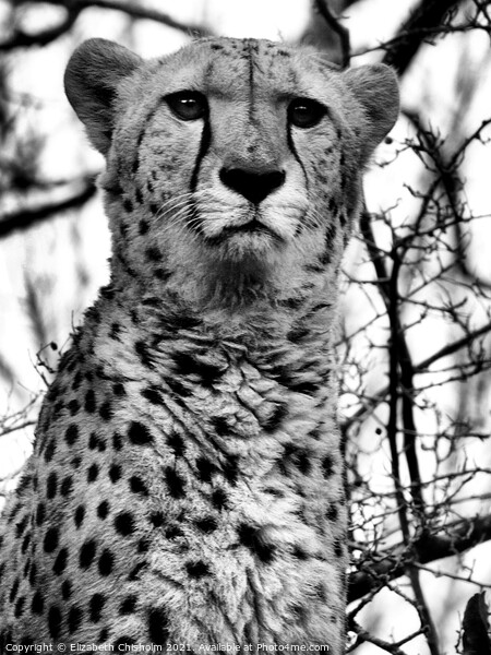 Cheetah in Black and White Picture Board by Elizabeth Chisholm