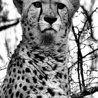 Buy canvas prints of Cheetah in Black and White by Elizabeth Chisholm
