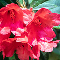 Buy canvas prints of Fiery Red Rhododendrons by Hazel Wright
