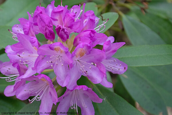 Purple rhododendron flowers Picture Board by Hazel Wright
