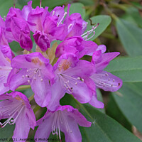 Buy canvas prints of Purple rhododendron flowers by Hazel Wright