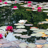 Buy canvas prints of Lily pond by Hazel Wright