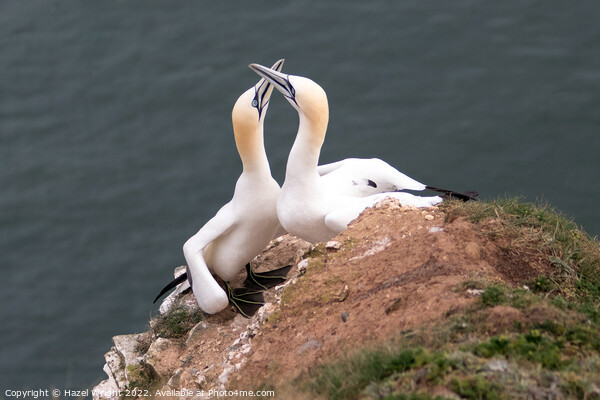 Majestic Gannet Pair Picture Board by Hazel Wright