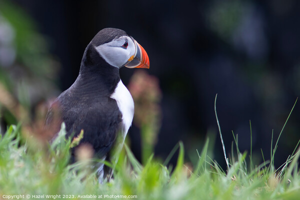 Puffin's Regal Profile Picture Board by Hazel Wright