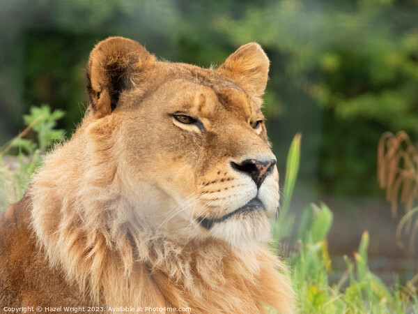 Portrait of a lion Picture Board by Hazel Wright