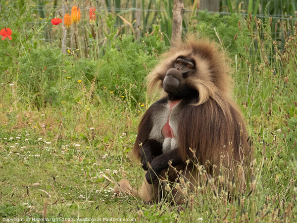 Gelada baboon Picture Board by Hazel Wright