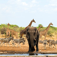 Buy canvas prints of safari animals namibia by Hazel Wright
