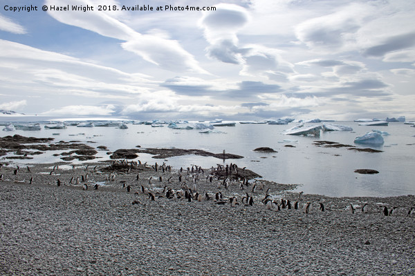 Majestic Gentoo Penguins on Brown Bluff Picture Board by Hazel Wright