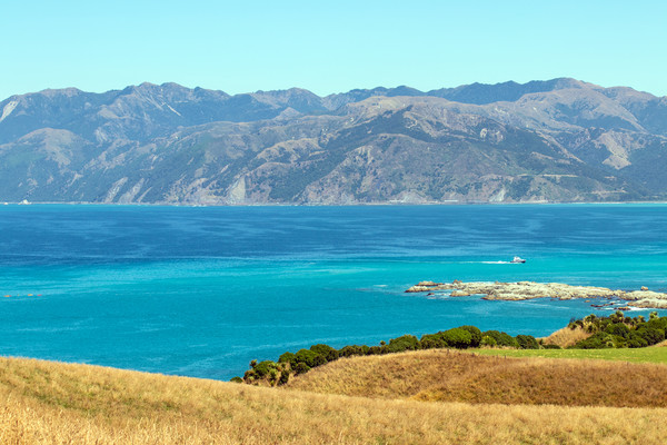 View from Kaikoura Peninsula, New Zealand Picture Board by Hazel Wright