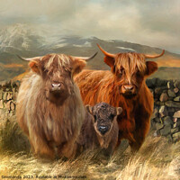 Buy canvas prints of Hairy Coo's by Trudi Simmonds