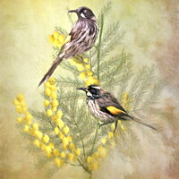 Buy canvas prints of  New Holland Honeyeater by Trudi Simmonds