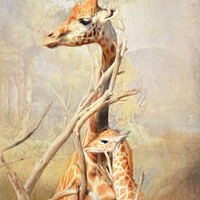 Buy canvas prints of Giraffe Mother and Calf by Trudi Simmonds