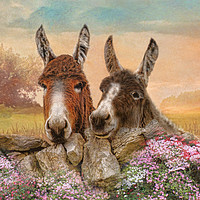 Buy canvas prints of Donkey Duo by Trudi Simmonds