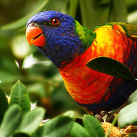 Buy canvas prints of Lovely Lorikeet by Trudi Simmonds