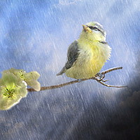 Buy canvas prints of Sunshowers by Trudi Simmonds
