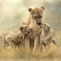 Buy canvas prints of Lioness and Cubs  by Trudi Simmonds