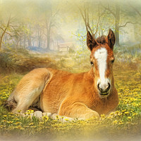 Buy canvas prints of Foal in the Flowers by Trudi Simmonds