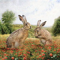Buy canvas prints of Spring Hare by Trudi Simmonds